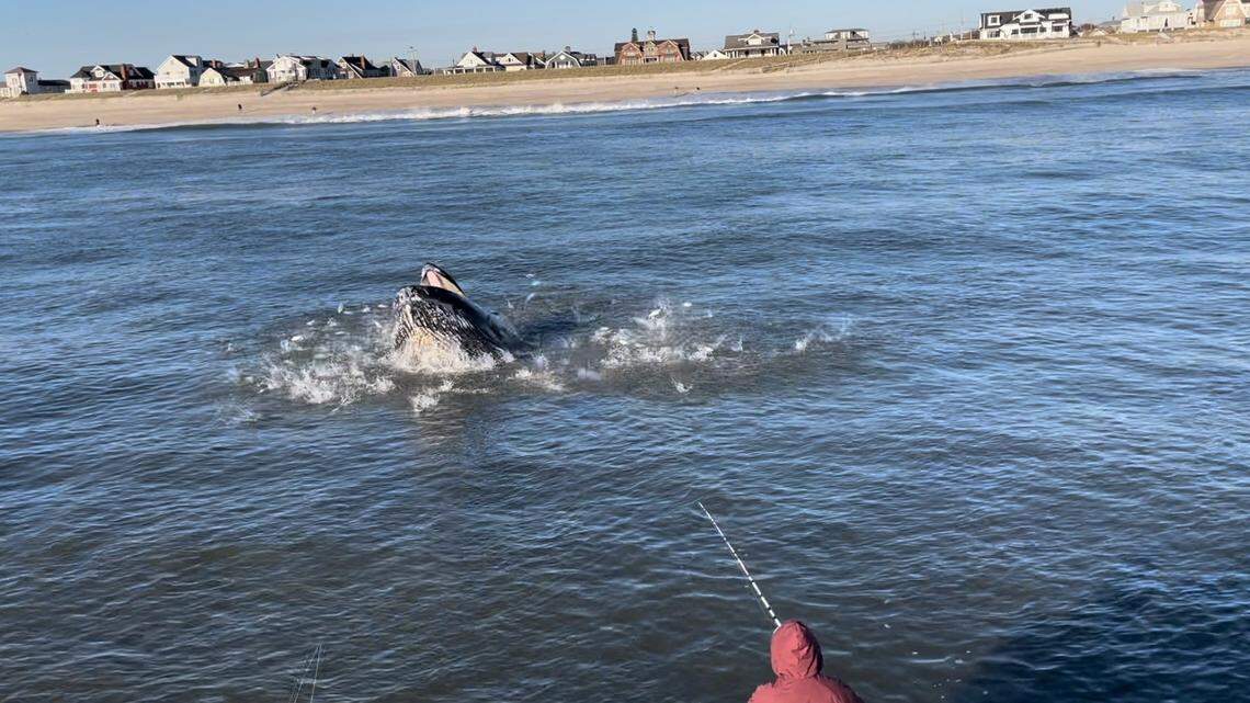 The huge whale was feeding near the anglers in New Jersey.