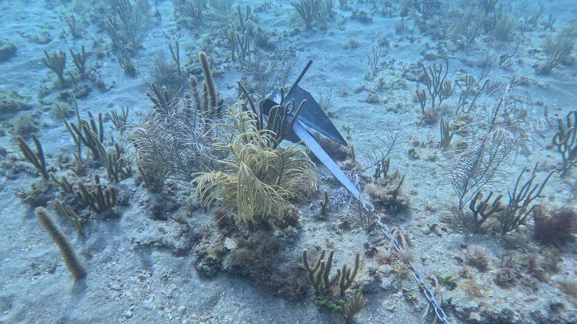An anchor in the coral reef in Miami Beach on May 22, 2024.