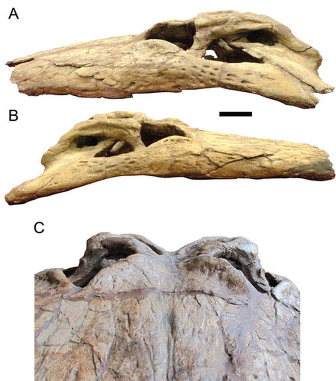 The skull of Deinosuchus schwimmeri.