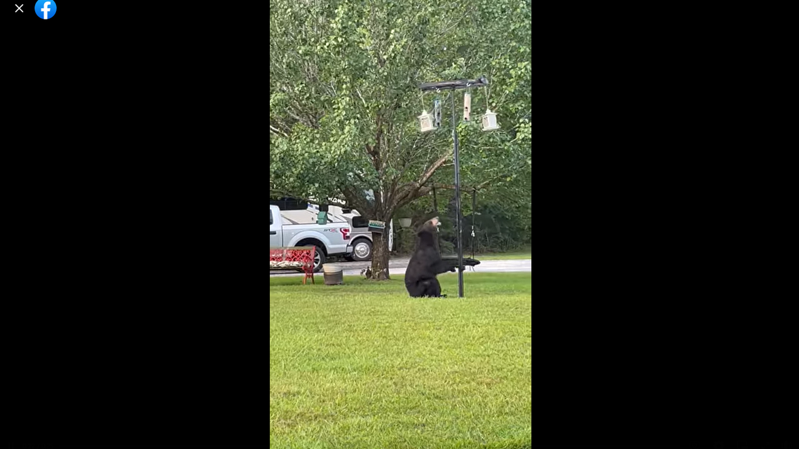 Some Facebook users were fans of the video showing the bear and the “new and improved” bird feeder.
