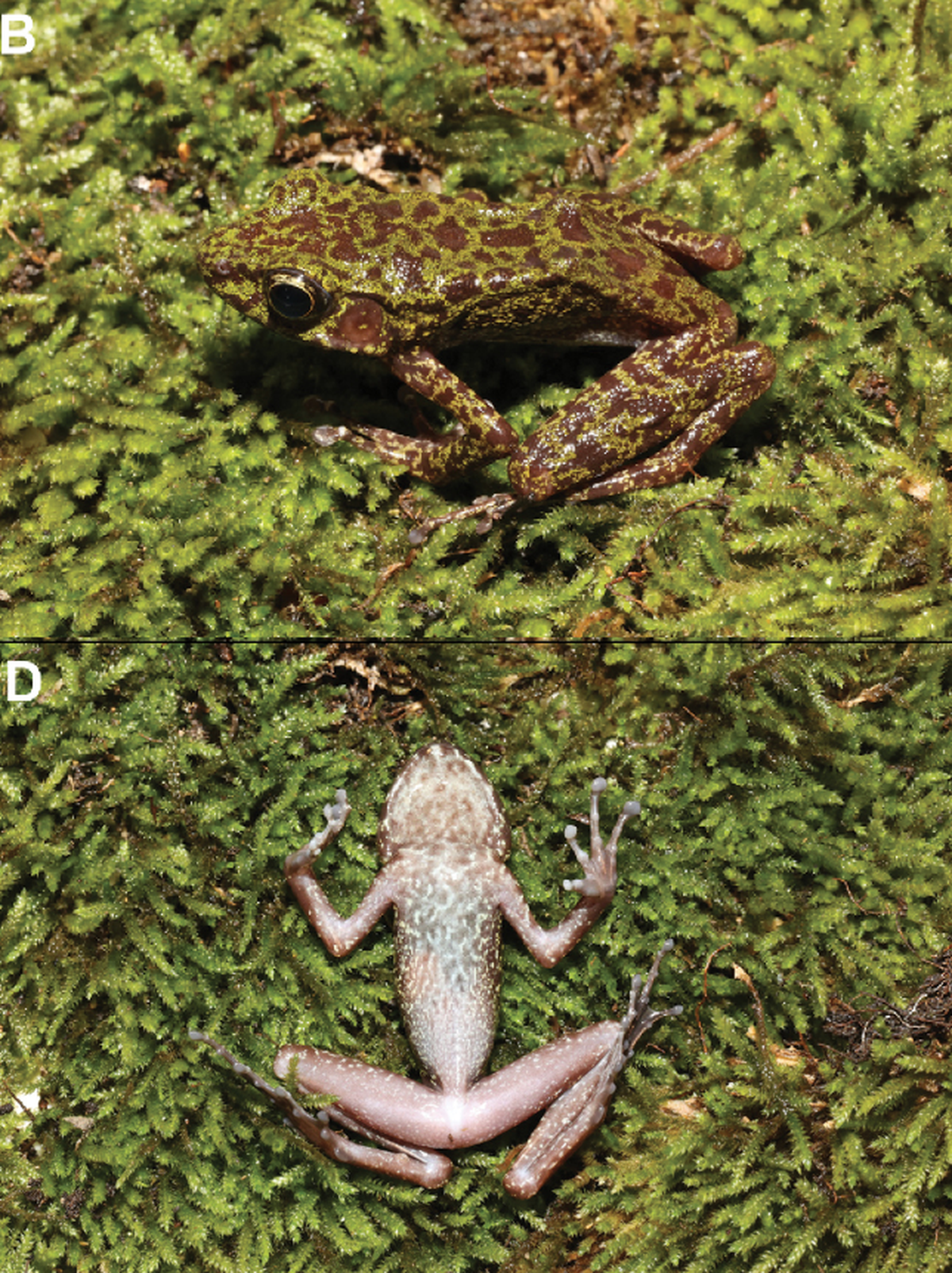 The bellies and back legs of the frogs are pink.