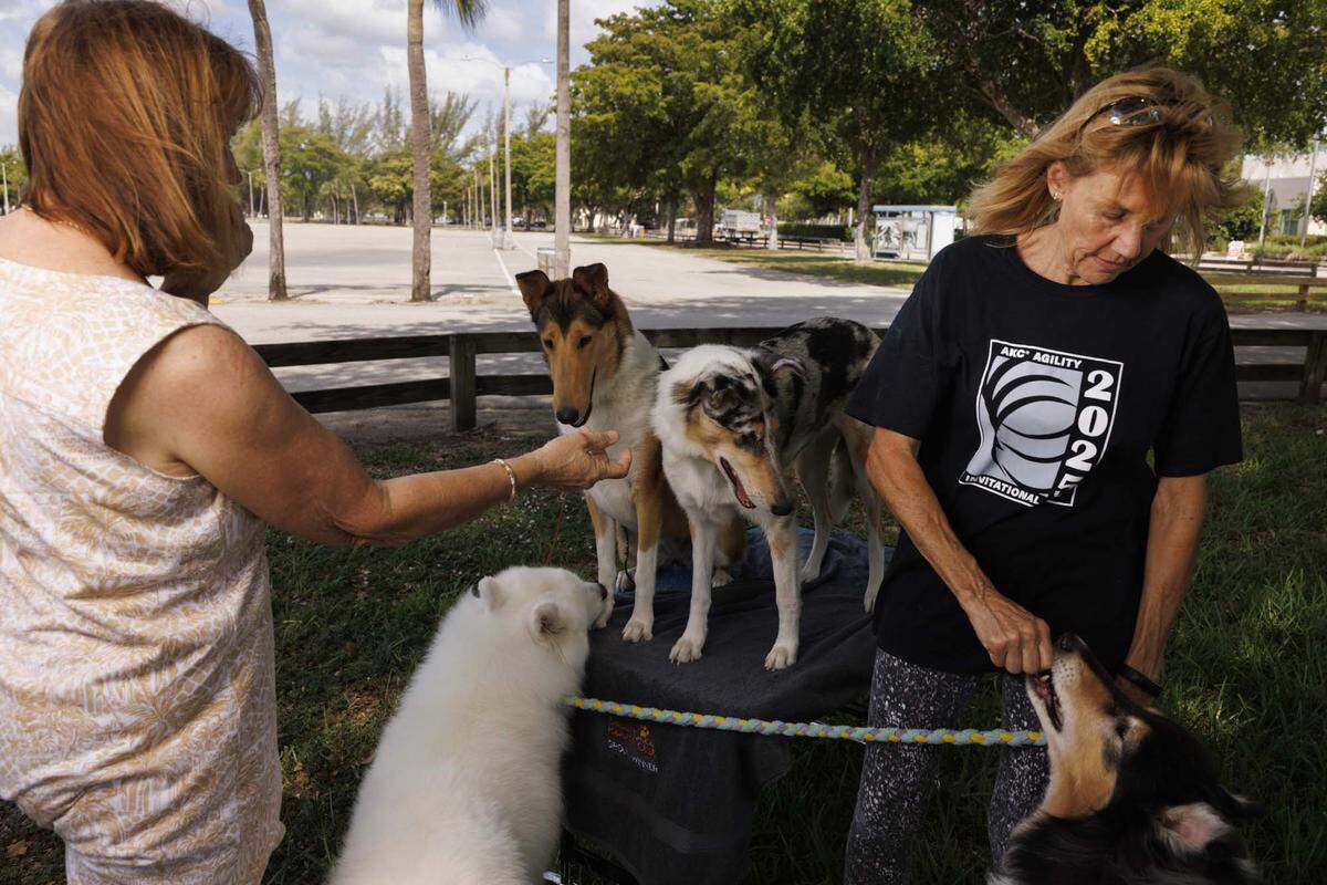 Kate Long, vice president of South Dade Kennel Club, left, and Patti Lieb, president of Miami Obedience Club, right, demonstrate training their dogs outside a place they previously held dog shows on Tuesday, May 12, 2026, at Tropical Park in Miami, Fla. Since Loud and Live, a Doral events company, took over renting out the park, the fees increased astronomically. Miami Obedience Club would hold free obedience classes for the community, but now they cannot afford to. “The shows helped with operation money for the club the rest of the year,” said Lieb. 