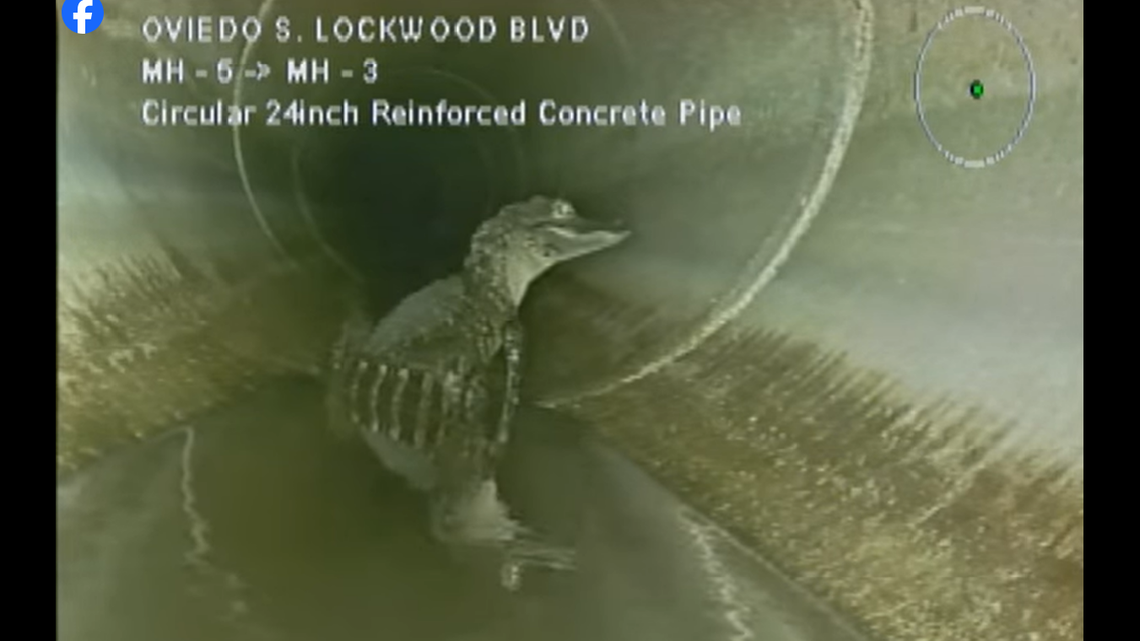 A camera was sent into the sewer pipes of Oviedo, Florida, to search for damage and the it found an alligator of about 5 feet was in the pipe. It may be the same alligator seen by a camera in 2023, officials say.