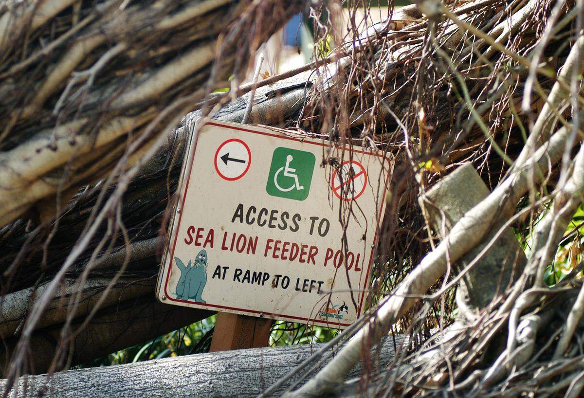 The Miami Seaquarium suffered damage from Hurricane Wilma, forcing it to close and make repairs.