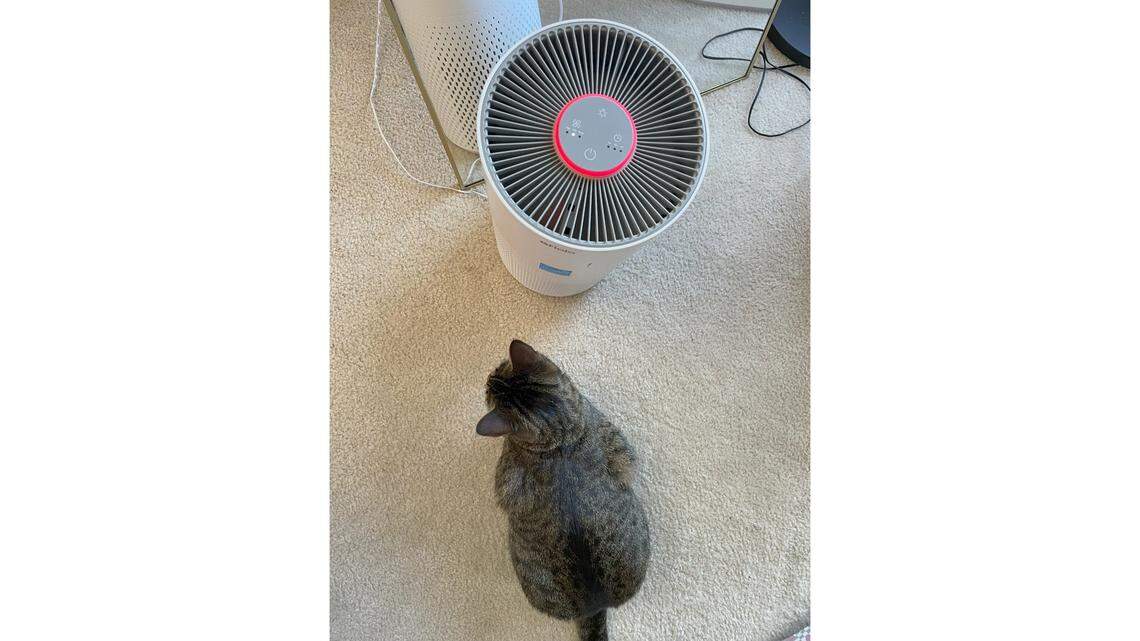 Our pets even love this air purifier.