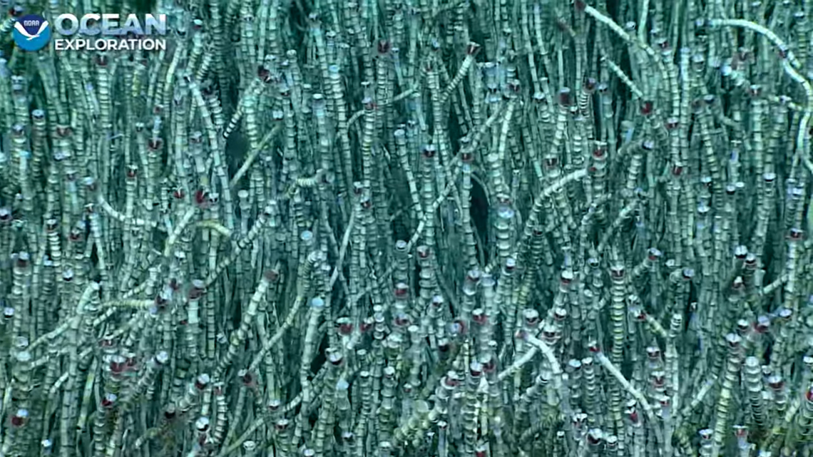 A city of tubeworms has been discovered thriving in near freezing temperatures off the coast of Alaska, and some could be 100 and 200 years old.