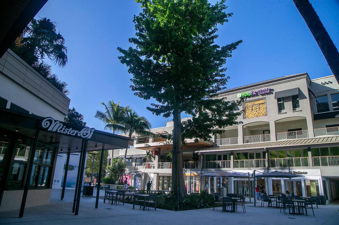 A 60-foot kapok tree, or ceiba, stands as its tropical centerpiece of the new CocoWalk plaza in Coconut Grove.