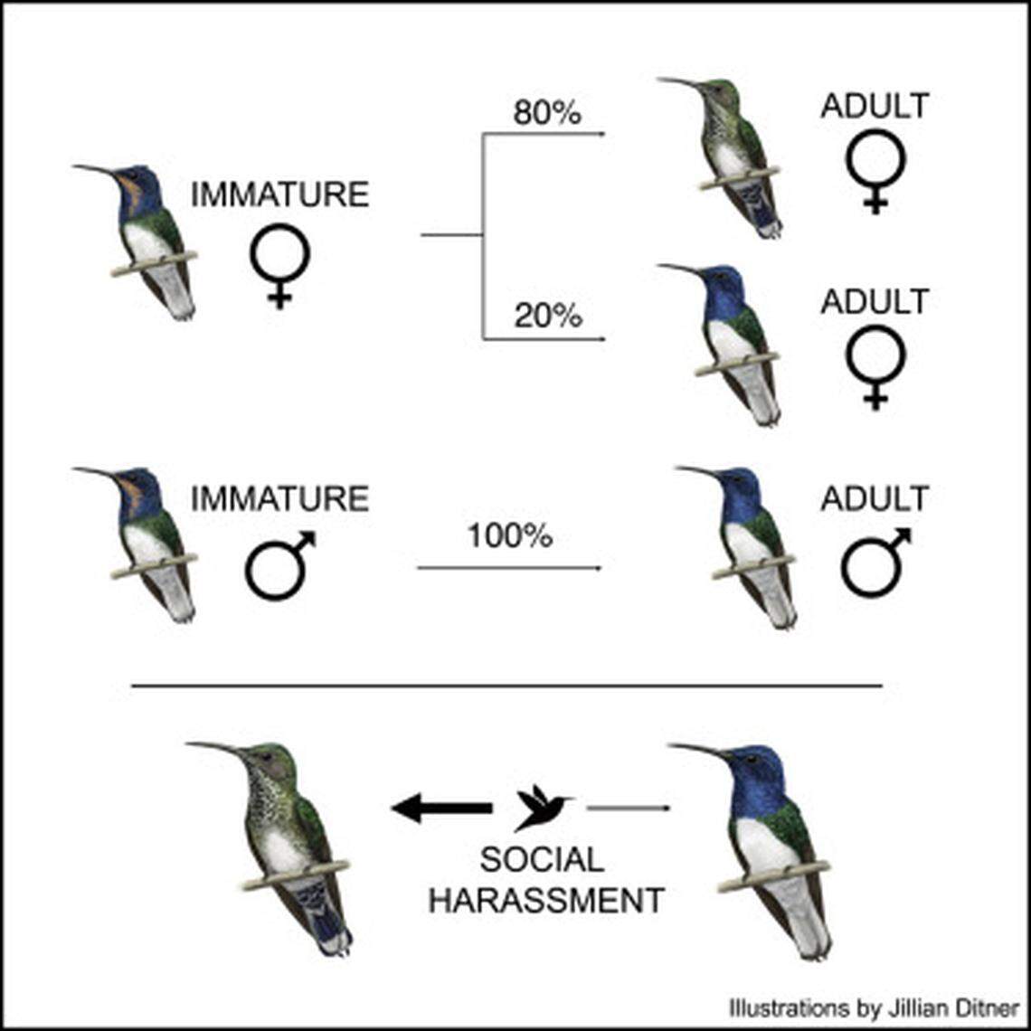 White-necked Jacobin hummingbirds