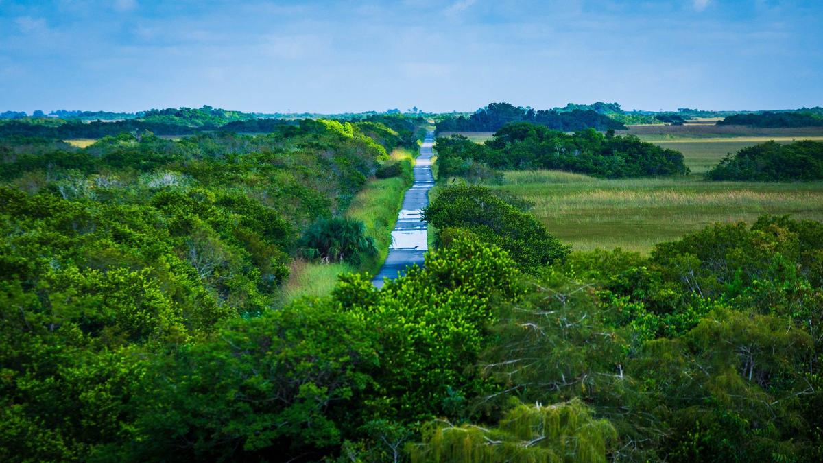 Flooded patches of the west side of Shark Valley trail from the observation tower on Tuesday, September 10, 2024.