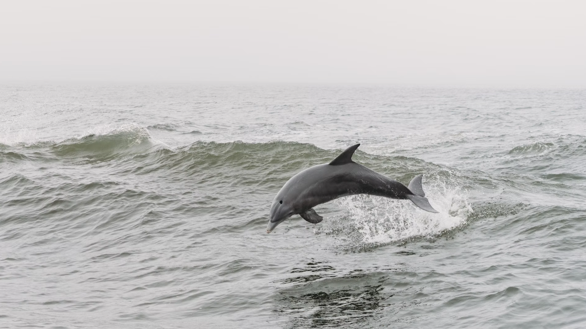A commercial fisherman from Panama City, Florida, will serve prison time over poisoning and killing bottlenose dolphins, according to the U.S. Attorney’s Office for the Northern District of Florida.