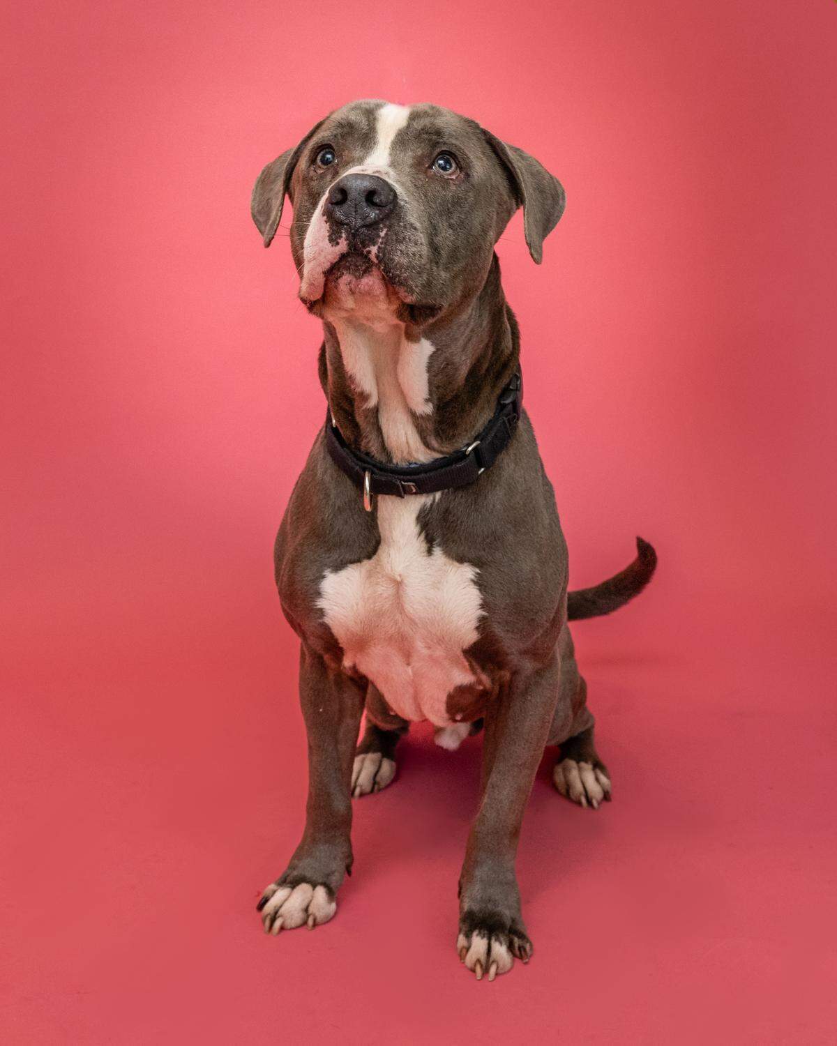 “Looking for unconditional love? Bongo&nbsp;#A2381752&nbsp;has nothing but love for you. This beautiful, 4-year-old boy always looks his best, especially with his tuxedo patterned coat. He’s a happy boy who can’t wait be the Love of Your Life!”