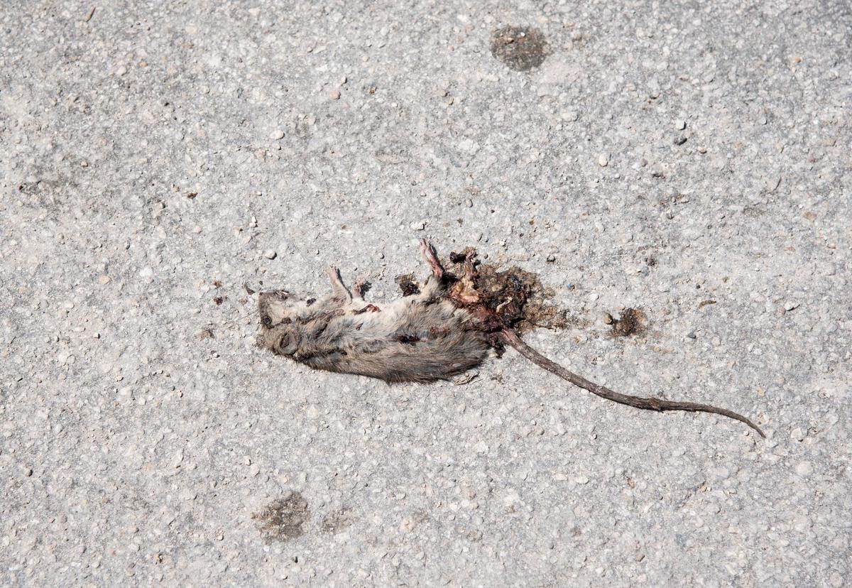 Remnants of a dead rat lay in the streets of Miami Soar mobile home park on June 23, 2019.