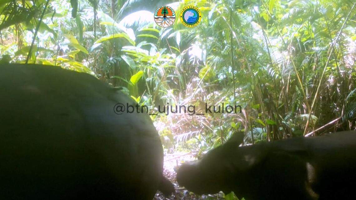 An incredibly rare creature and her baby were spotted on a trail camera in a national park in Indonesia.