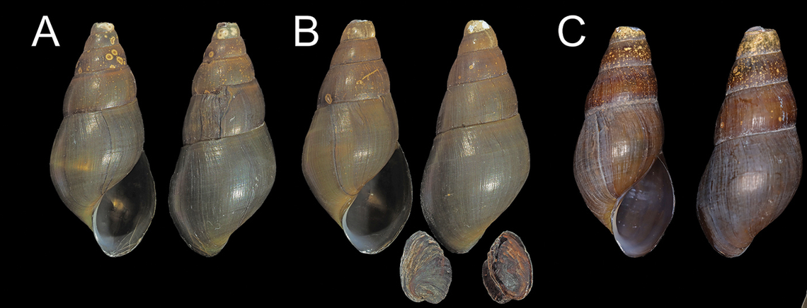 The animals are protected by a smooth and thin shell, researchers said.