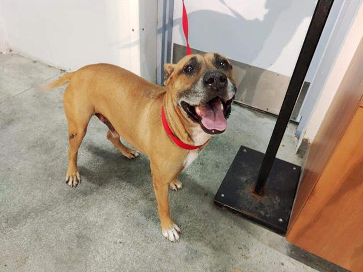 This mixed breed, 60-pound dog attacked a 5-year-old girl at a park in Fort Lauderdale on Feb. 7, 2023.