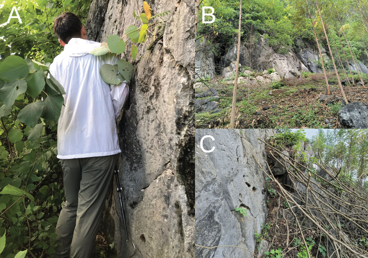 The snails were discovered on the karst cliff faces during expeditions, researchers said.