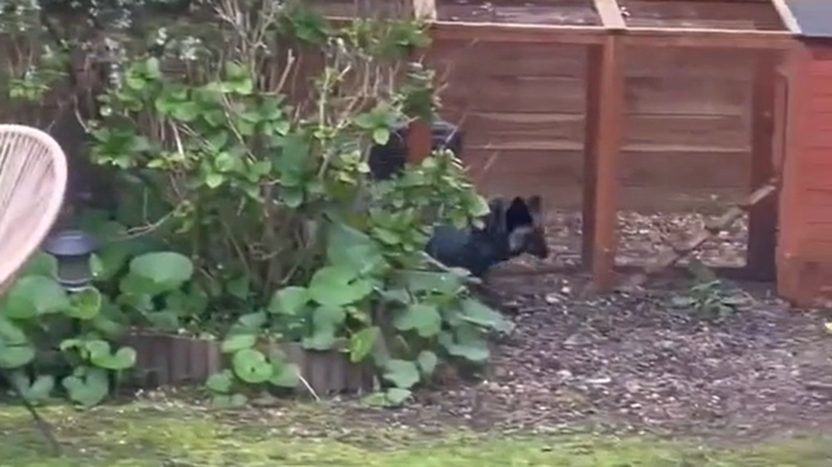 Locals in the Vale of Glamorgan saw the creature roaming for weeks, videos show. A cat rescue helped capture it.