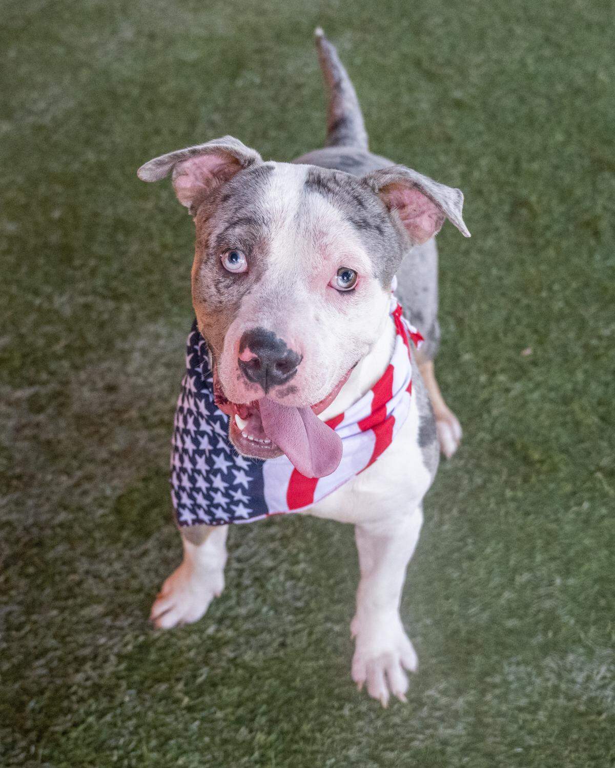 “Neverita A2478341 is a playful and energetic and patriotic 2-year-old dog looking for a loving home. He loves to play and run around, but he is also a big cuddle bug who enjoys spending time with his human friends. With his sweet and friendly personality, Neverita is sure to make a great companion. Whether you’re looking for a new furry friend to share your adventures with or a snuggle buddy to keep you company on the couch, Neverita is the perfect match.”
