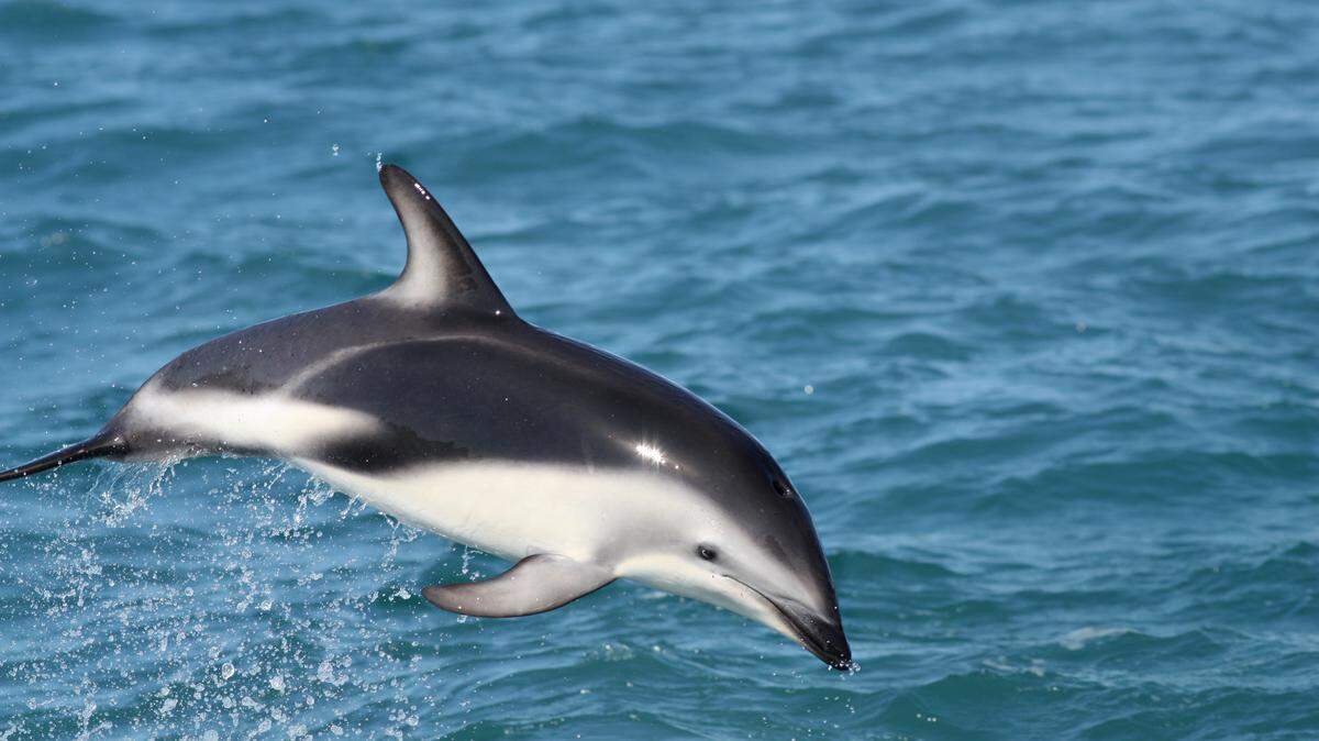The body of a dolphin was found decapitated on a beach in New Zealand, raising a call from wildlife officials for information.