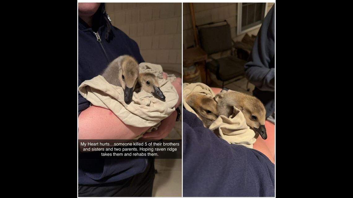 Gabbie and Katie Fisher rescued the two surviving goslings.