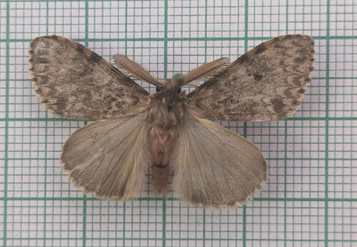 The moth was previously only known from a specimen collected in 1951, researchers said.