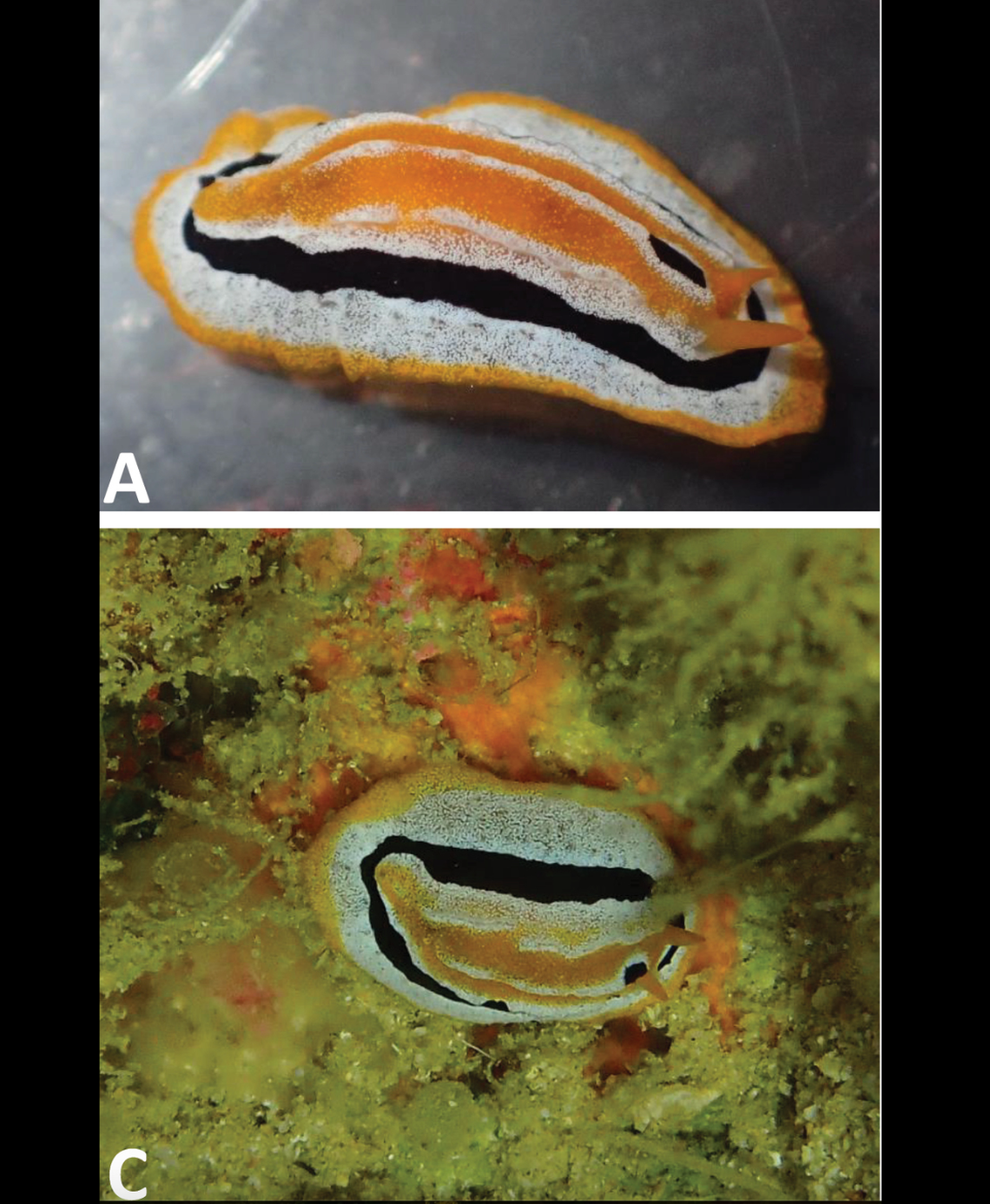 Phyllidia fontjei has bands of orange, white and black colors.