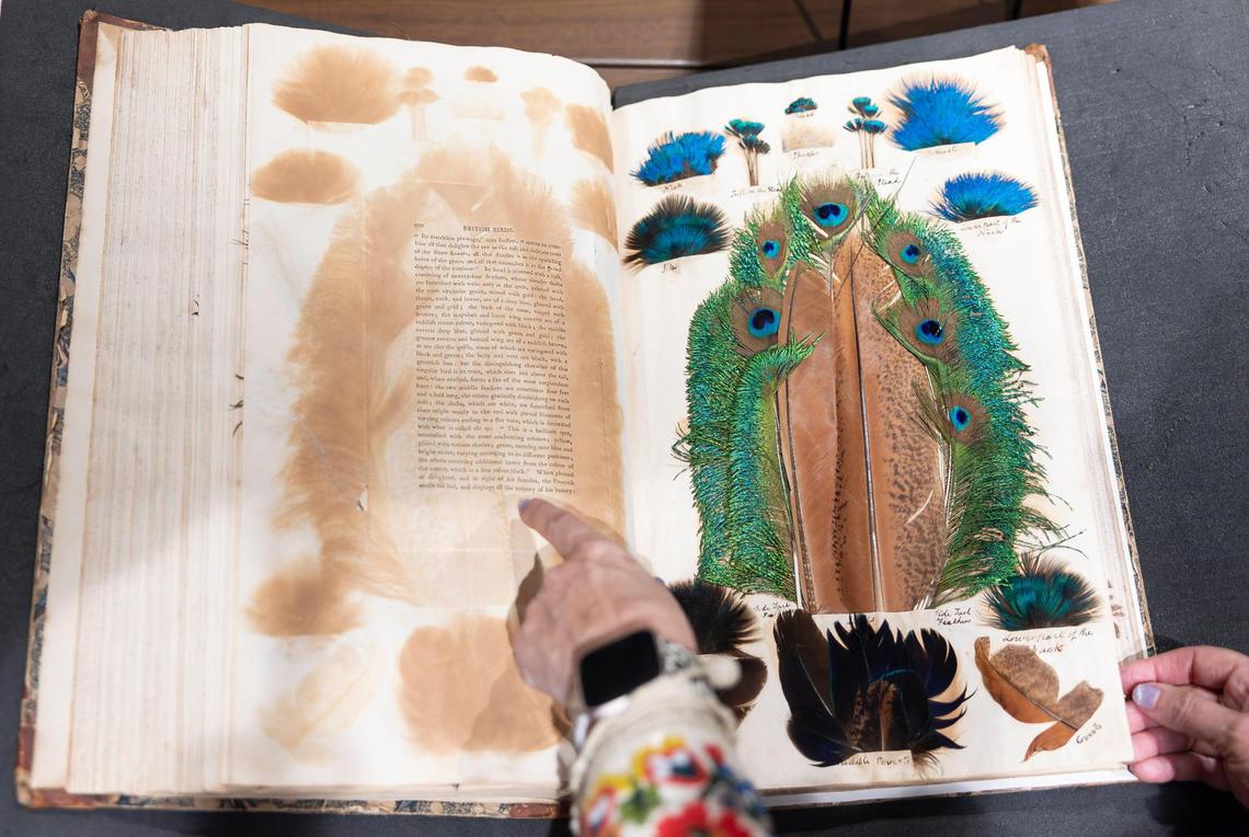Cristina Favretto, head of the special collections library at the University of Miami, opens a unique journal and scrapbook created by a British bird lover that contains feathers and text affixed to its pages, a process known as “Grangerization.”