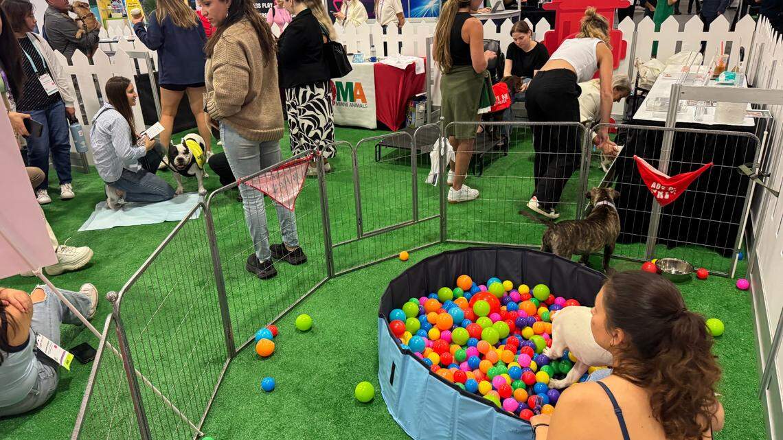 Virtual pet fostering. Aging tests for cats and dogs. How new tech could help Miami pets