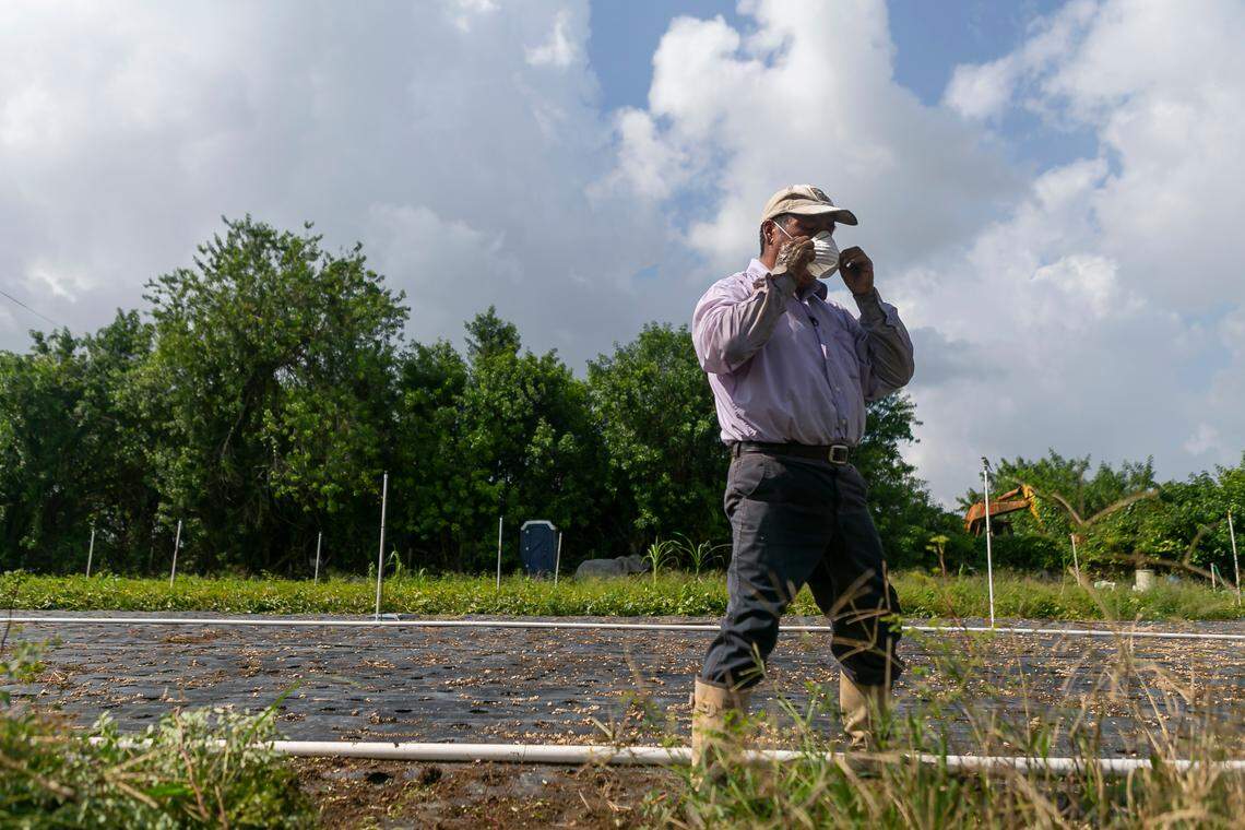 Juventino Custodio, de 53 años, se arregla la mascarilla mientras limpia su granja de espinaca en Homestead, Florida, el miércoles 27 de mayo de 2020.