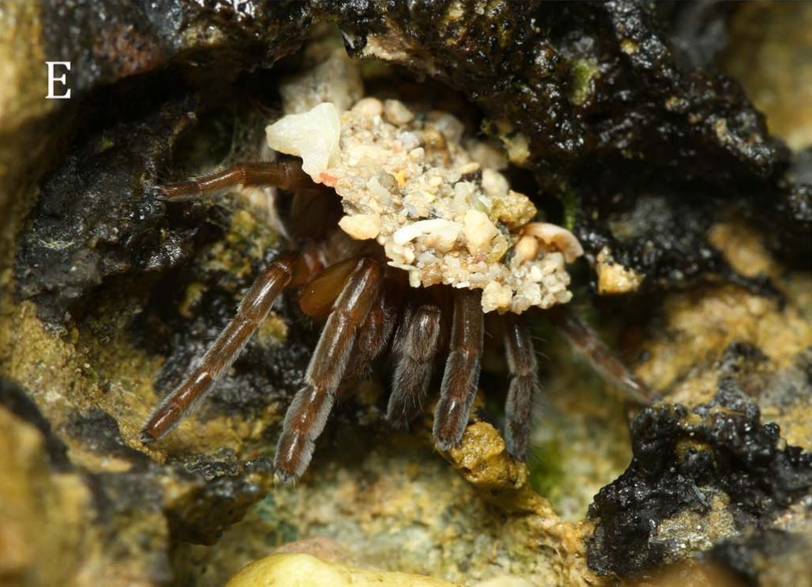 An Idioctis parilarilao, or Parilarilao trapdoor spider, peeking out of its burrow.