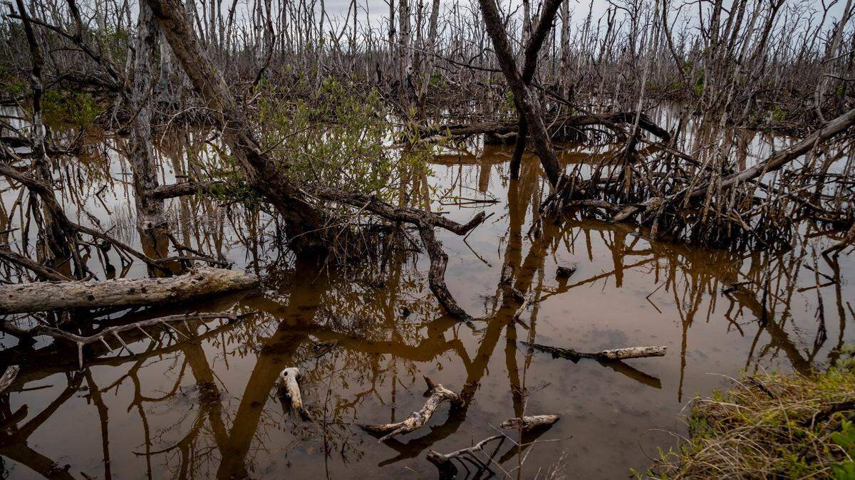A view of the Ghost Forest in Everglades National Park. Gov. Ron DeSantis is proposing a $3.5 billion environmental plan, the bulk of which would go to Everglades and water-quality projects.