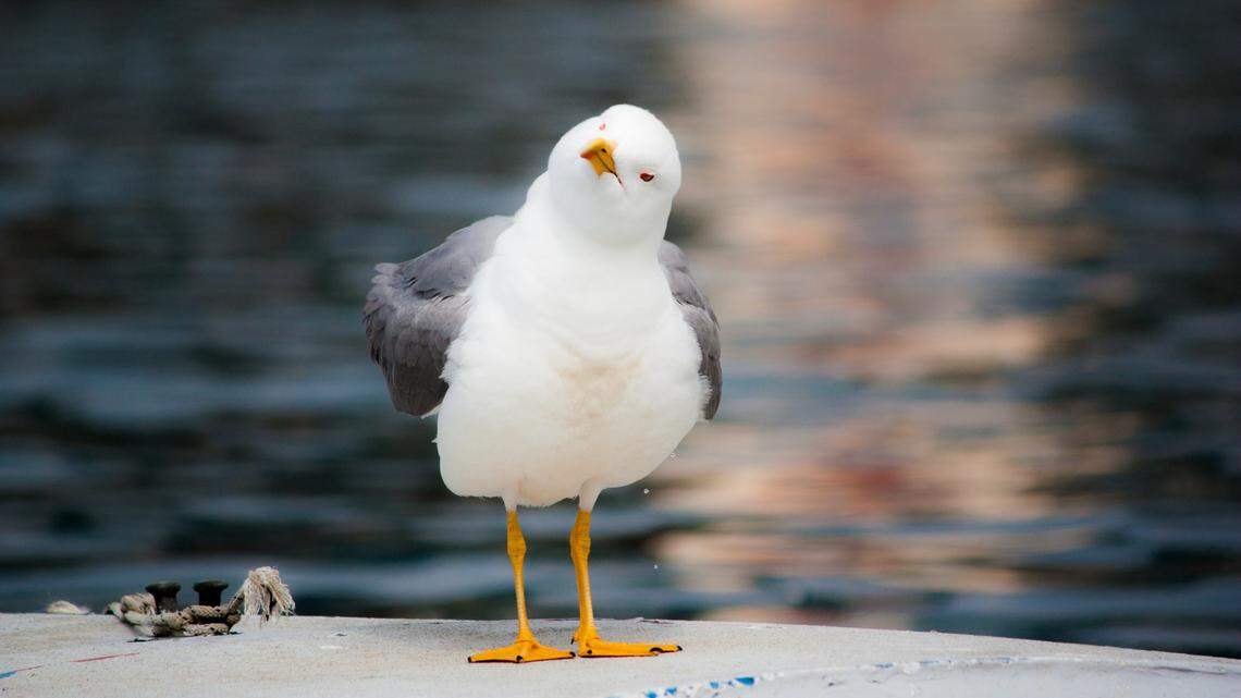 Researchers in Brighton, UK, discovered that seagulls observe what kinds of foods humans eat, then “mimic” people’s behavior, study said.