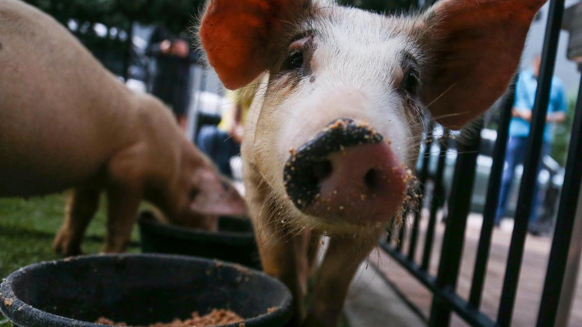 Holly and Jolly enjoy a meal during the fifth annual Pig Pardoning Ceremony at Latin Café 2000 Brickell in Miami, Florida, Wednesday, Dec. 21, 2022. Holly and Jolly will enjoy a new foster home at Aguacate Sanctuary of Love.