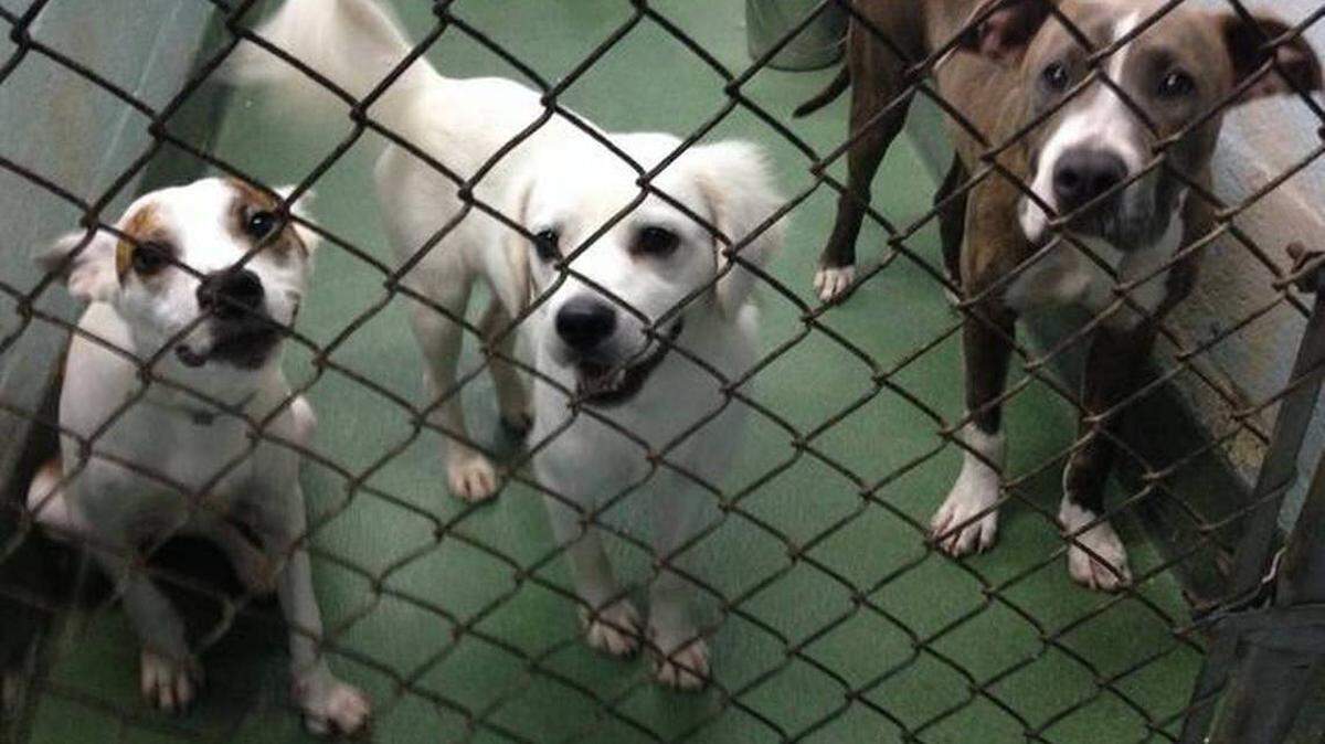 EL REFUGIO de animales del condado de Miami-Dade controla la cantidad de animales que ingresan y rechaza a los que no tienen espacio para acomodar.