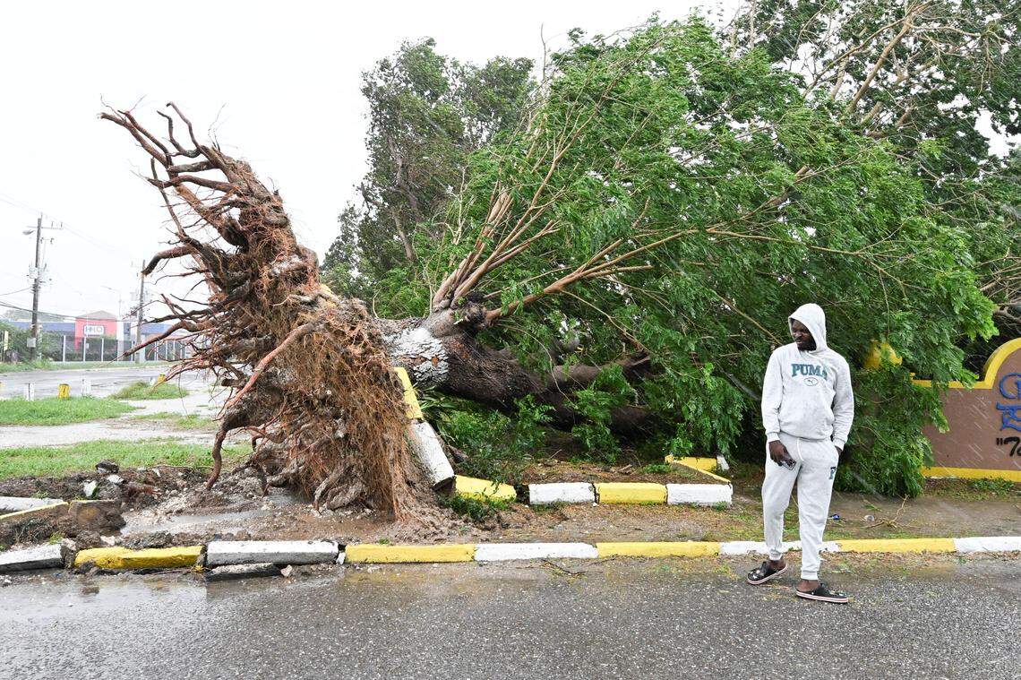 A man looks at a fallen tree in St. Catherine, Jamaica, on October 28, 2025, as ferocious winds and torrential rain from Hurricane Melissa tore into Jamaica.