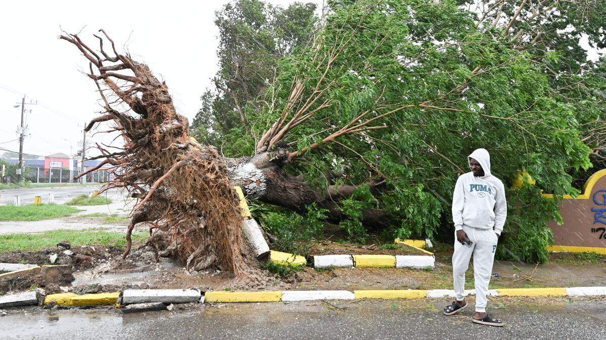 Un hombre mira un árbol caído en St. Catherine, Jamaica, el 28 de octubre de 2025, mientras vientos feroces y lluvias torrenciales del huracán Melissa azotaban Jamaica.