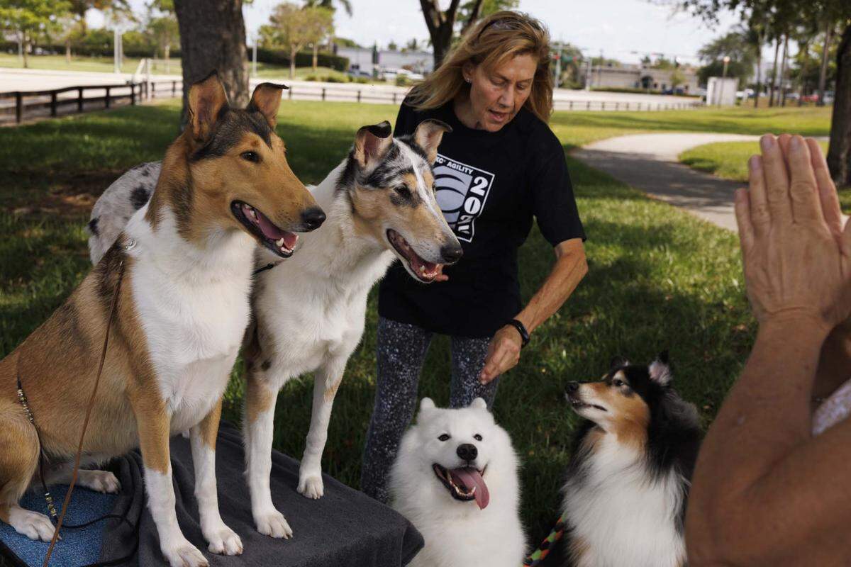 Quinn and Dolly, show dogs, left, await instructions from the owner Kate Long, vice president of South Dade Kennel Club, right, while Patti Lieb, president of Miami Obedience Club, center, controls Myr and Titan on Tuesday, May 12, 2026, at Tropical Park in Miami, Fla. Since Loud and Live, a Doral events company, took over renting out the park, the fees increased astronomically. Miami Obedience Club would hold free obedience classes for the community, but now they cannot afford to. “The shows helped with operation money for the club the rest of the year,” said Lieb. 