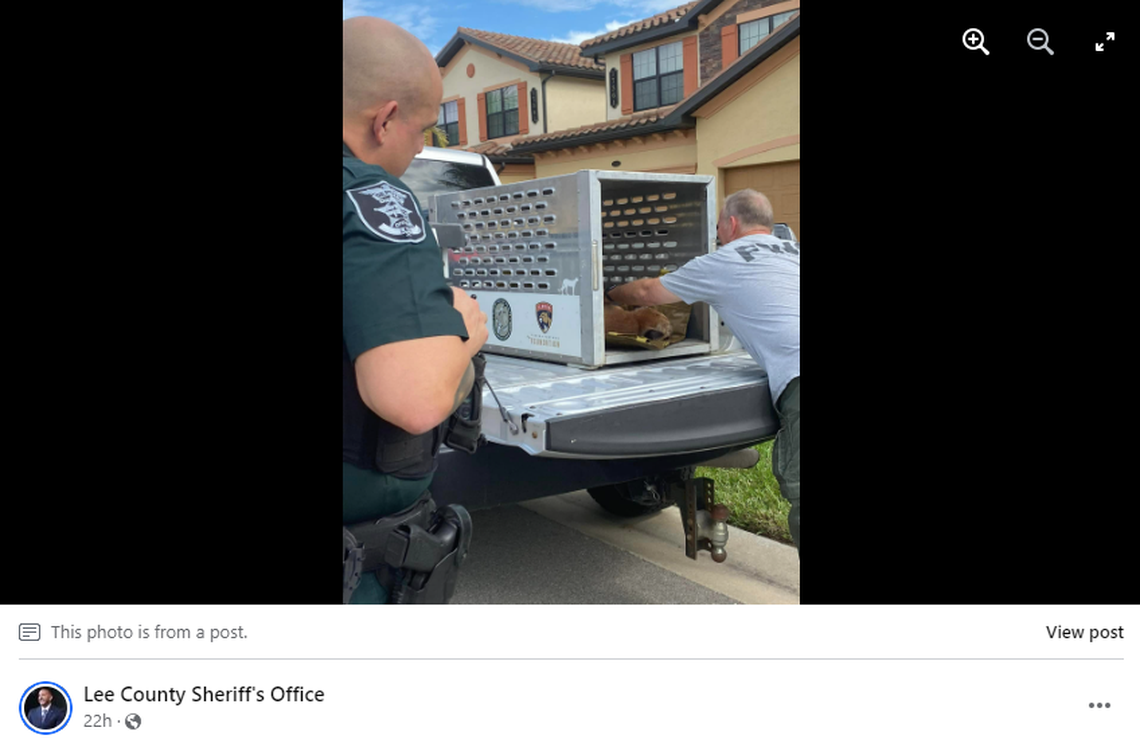 It’s very rare to spot a Florida panther, wildlife officials said, with few of the endangered species remaining in the wild.