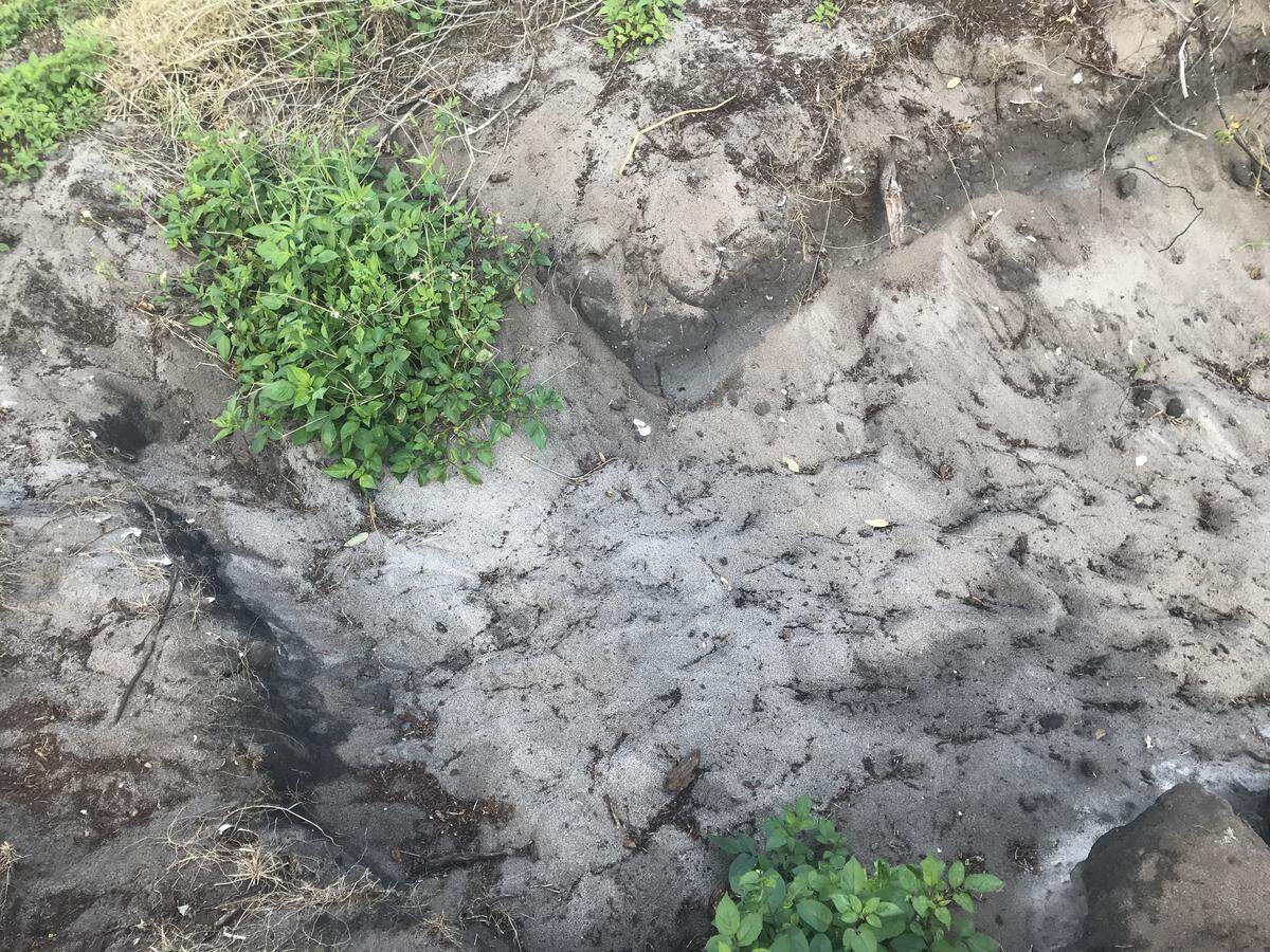 Pieces of shells are visible in the sand around parts of the lighthouse area used by ancient peoples. Erosion has exposed more of these ancient fragments, and could lead to the loss of some of the evidence of early residents of the Jupiter area.