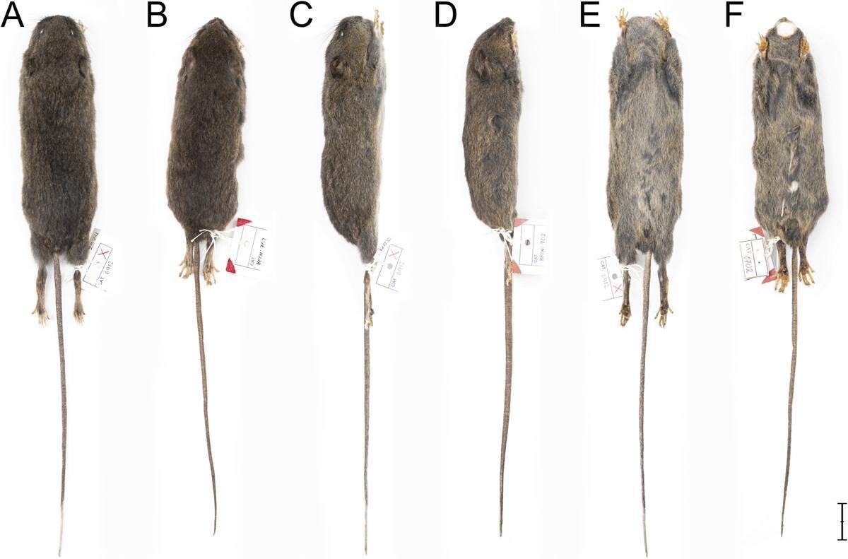 The mice were described as “dark drab” in color on the back and a lighter brown on the stomach.