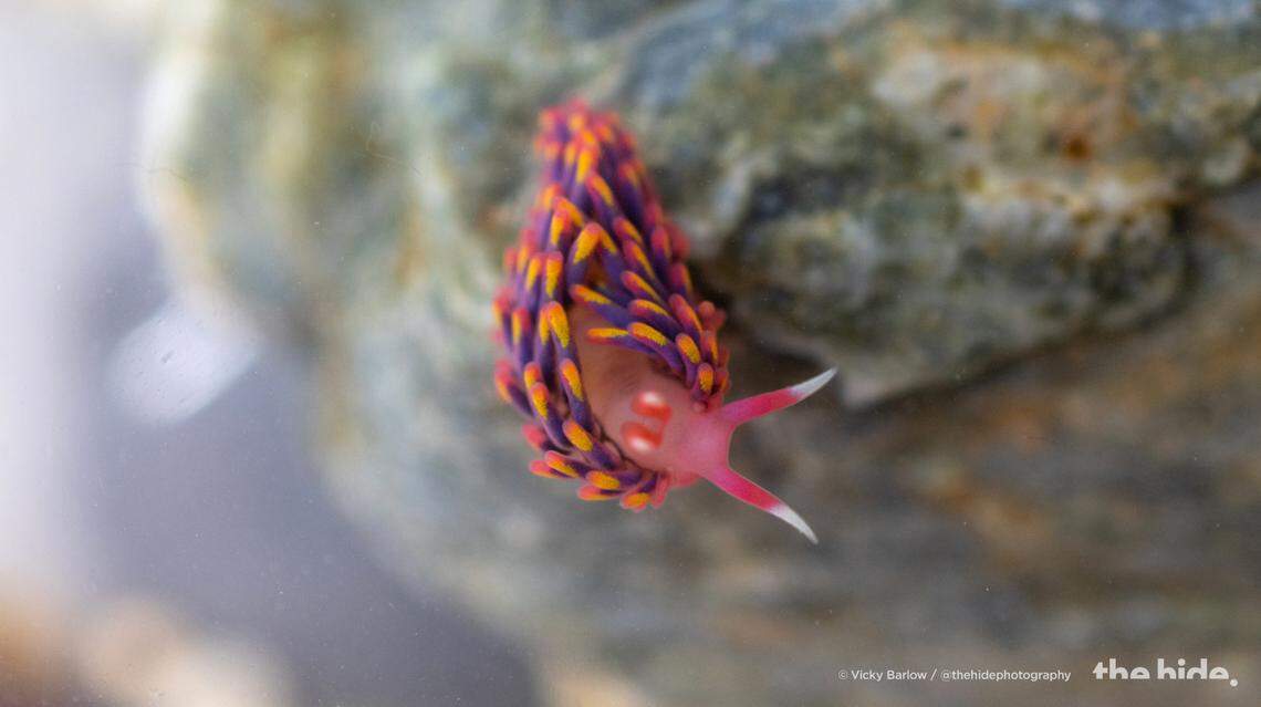 The rainbow sea slug as it stretches toward the camera.