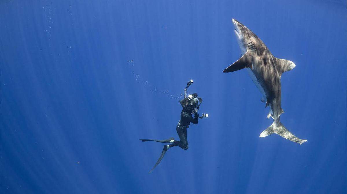 The population of whitetip sharks has been devastated by commercial fishing and global demand for shark-fin soup.