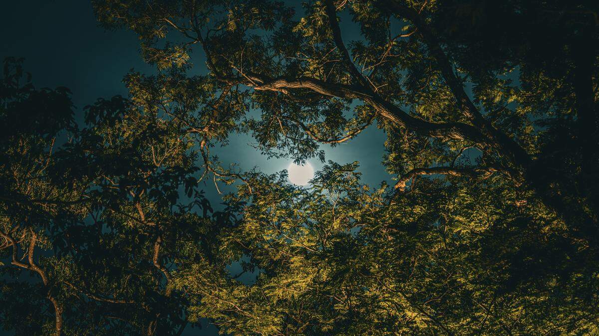 For years, researchers trudged through the Borneo rainforest at night on the hunt for frogs.