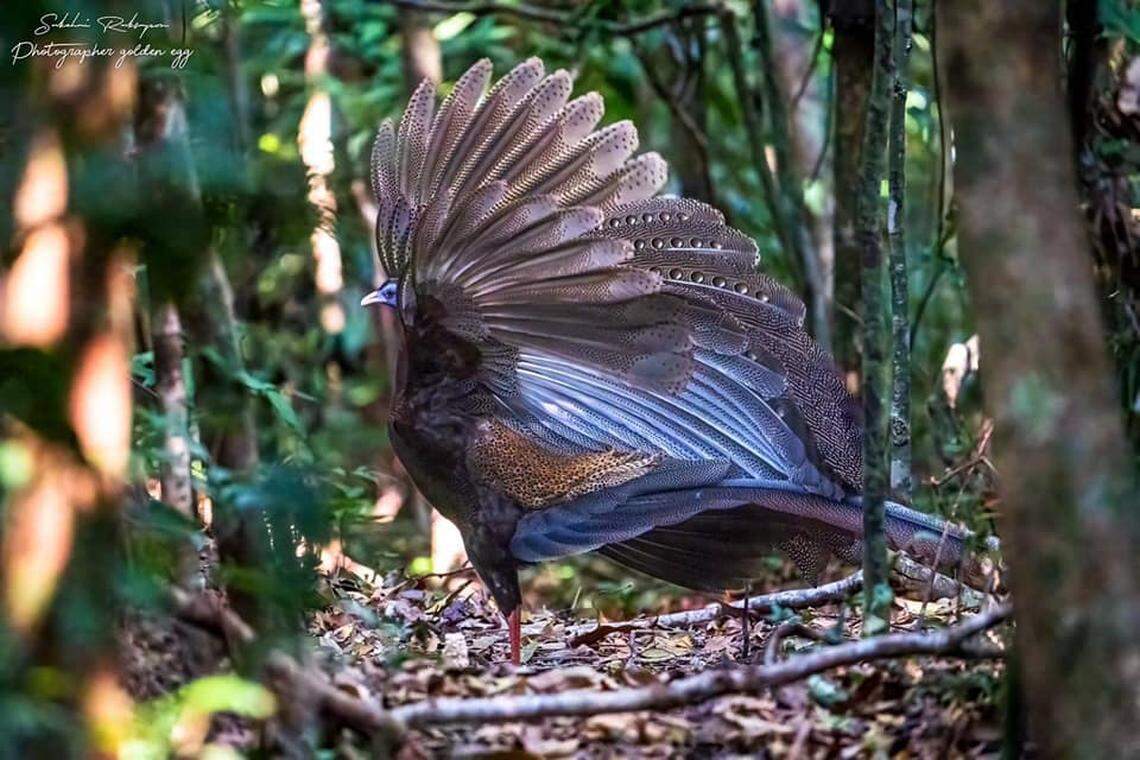 The great argus shows off its feathers with countless eyespots.