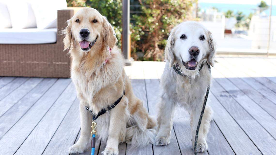 Make your next vacation even more fun by bringing your furry friends along.