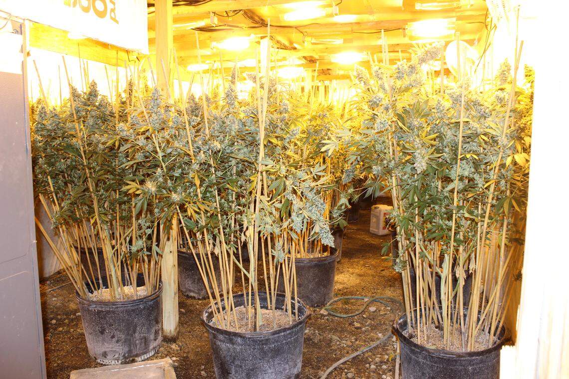 Marijuana plants found inside a South Miami-Dade grow house in 2018. The number of marijuana plants found in indoor hydroponic operations in the county has waned in recent years.