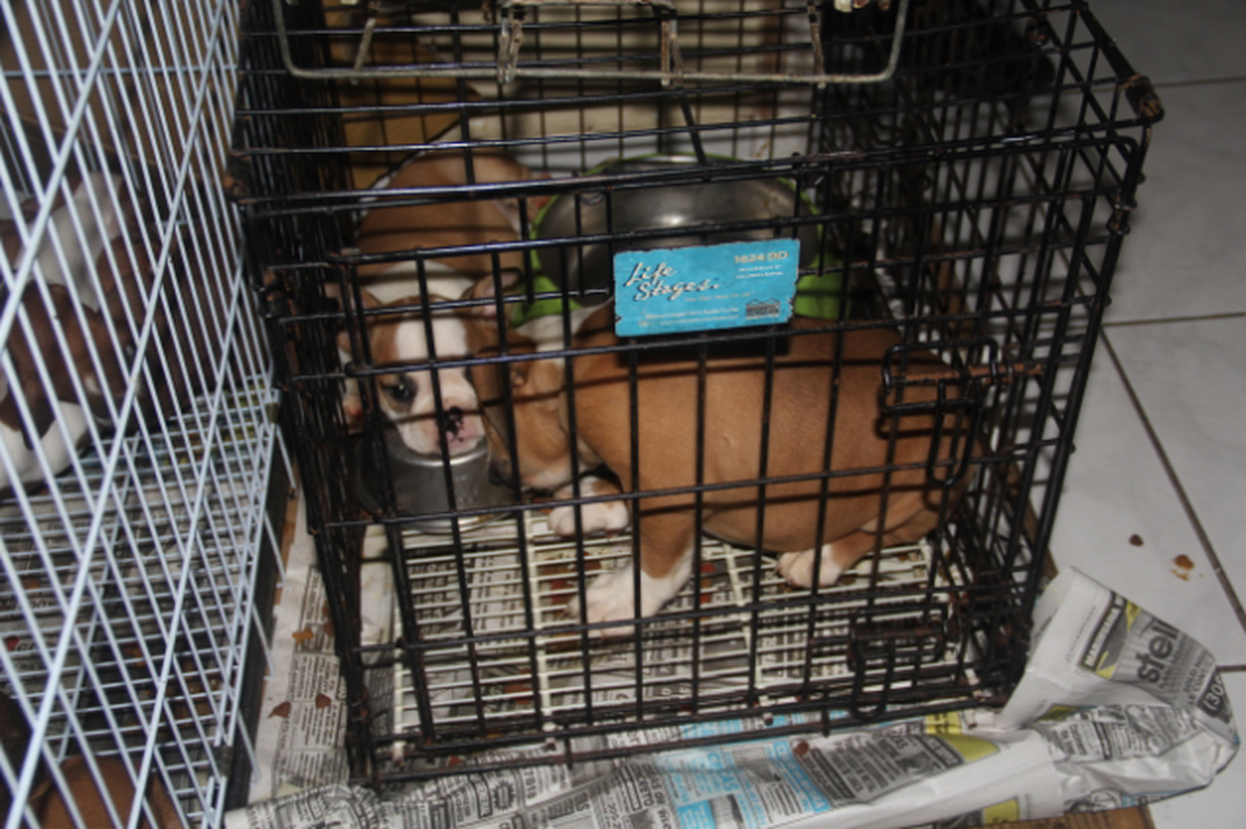 Several puppies were found by police at the Hialeah apartment following the death of 12-year-old Royalty.