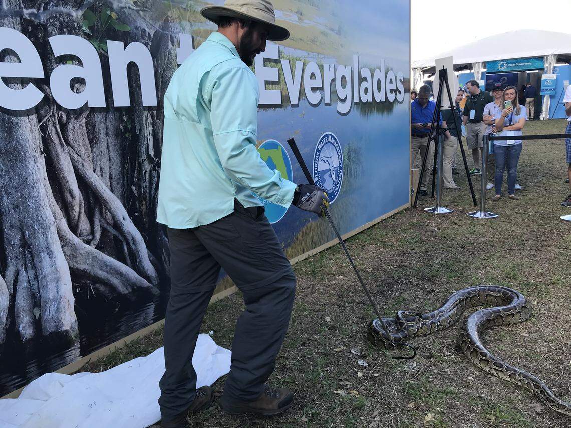 FWC biologist Eric Suarez released a female python for a demonstration after the awards ceremony for the winners of the 2020 Python Bowl at the Super Bowl Live fan fest at Bayfront Park on Jan. 25, 2020.