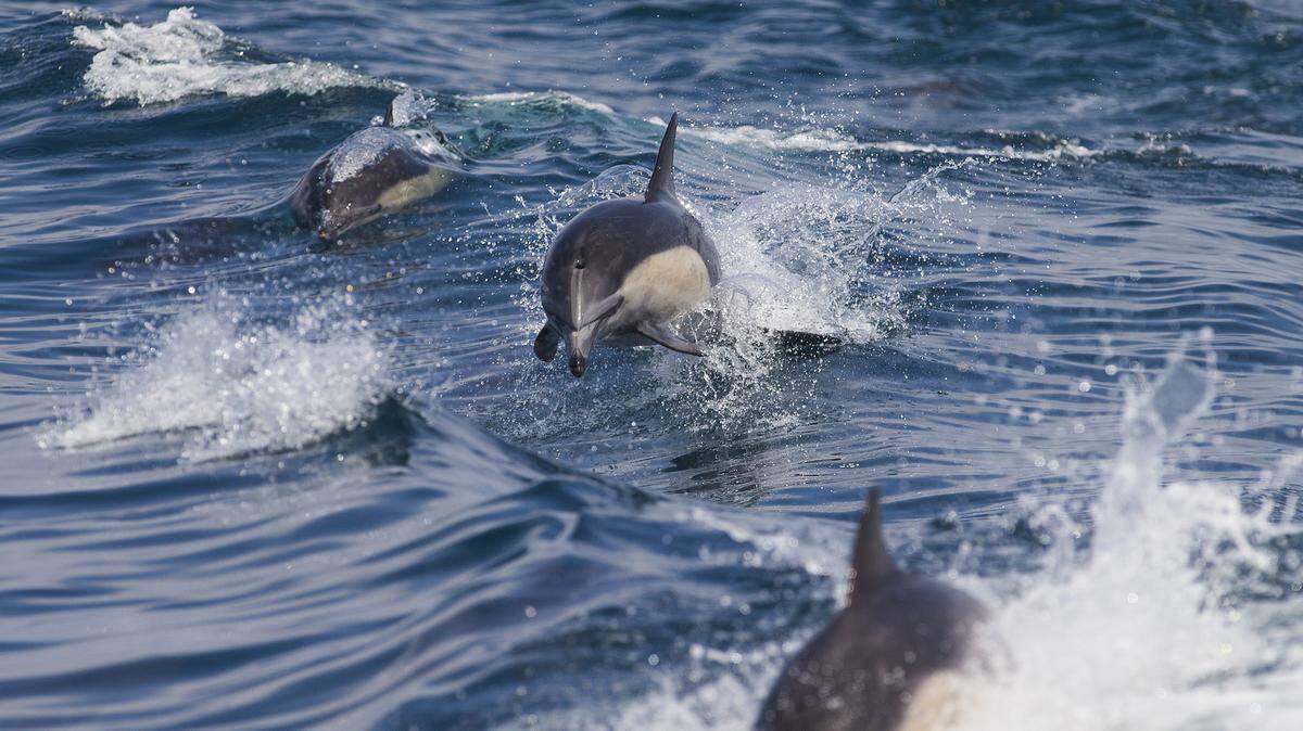 The mayor of the seaside French town of Landevennec has issued a proclamation banning swimming when a frisky dolphin named Zafar is spotted in the waters. The mayor said the dolphin has scared bathers. Zafar is not pictured here.