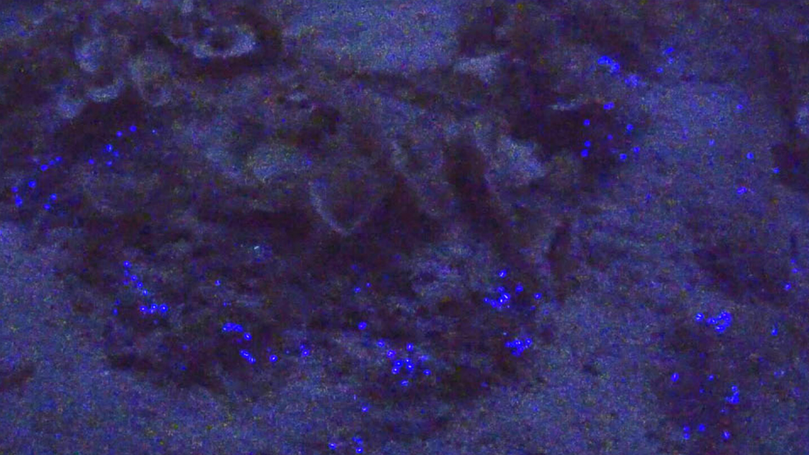 Scientists identified 3 new species of bioluminescent Polycirrus worms off the coast of Japan. Videos show the animals’ blue-purple glow.